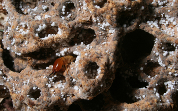A termite  peeks out from a fungus-comb chamber that has been excavated